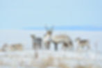 Maniilaq Caribou